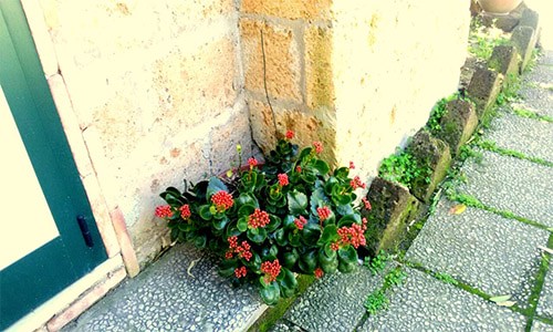 Struttura B&B La Palma Petacciato - Bed and Breakfast immerso nel verde, vacanze al mare Molise